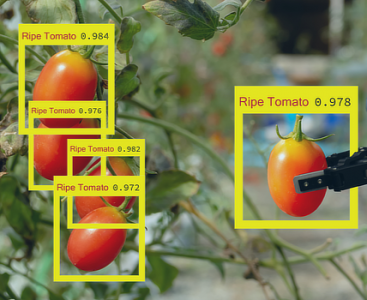 Verwendung von KI zur Erkennung des Reifegrads von Tomaten