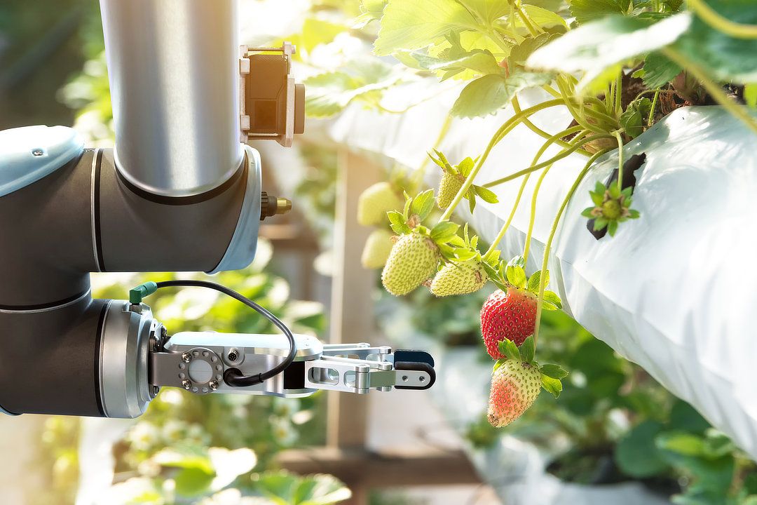 automated harvesting of ripe plants