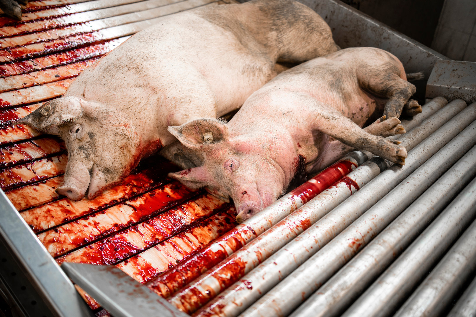 camera-based counting and recording of slaughtered animals