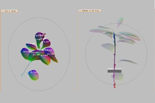 measurement of plant characteristics