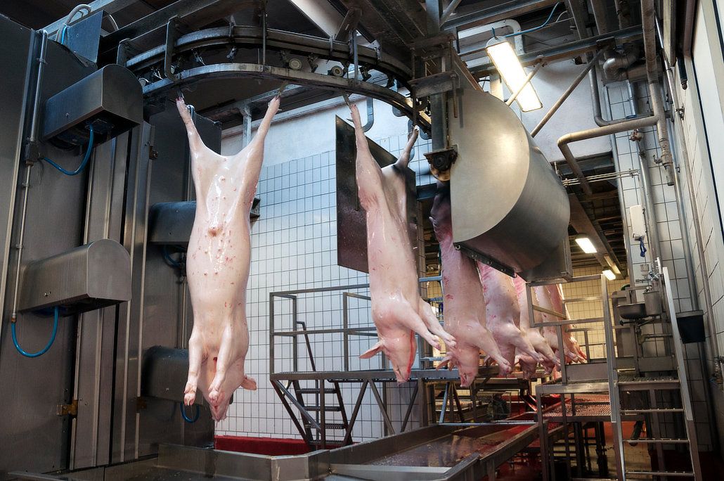 camera-based detection of gender of slaughtered pigs