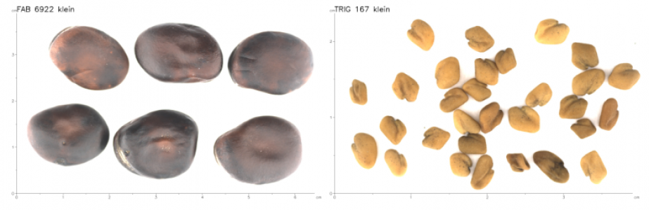 Bilder unterschiedlicher Samen mit eingeblendetem Lineal