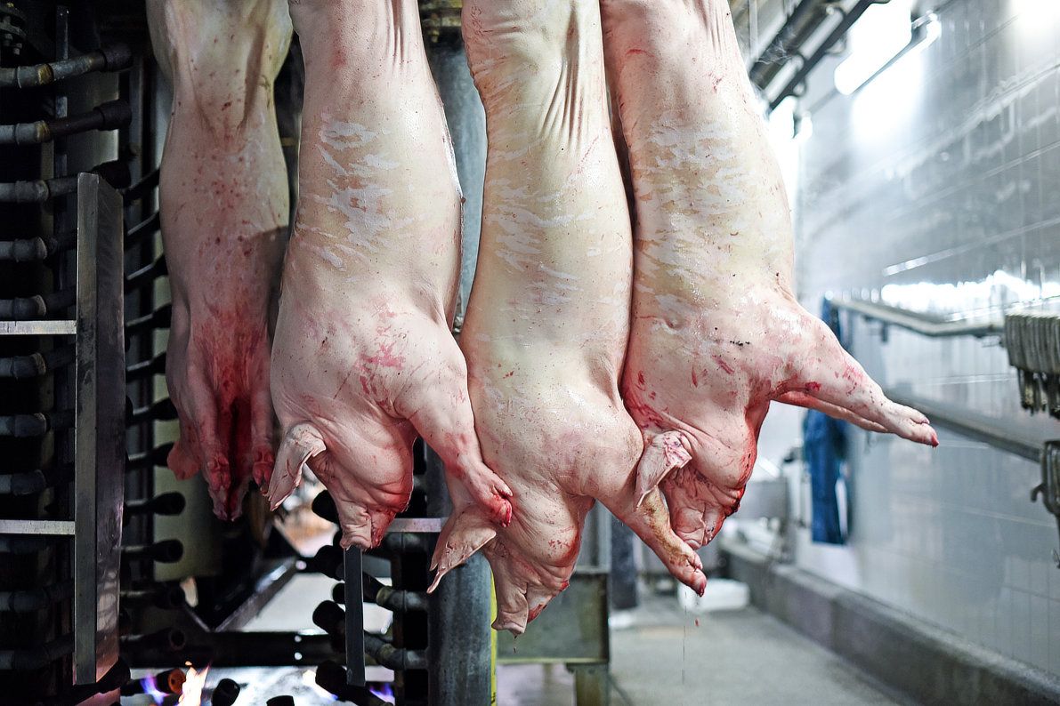 Kamerabasierte Vermessung von geschlachteten Schweinen
